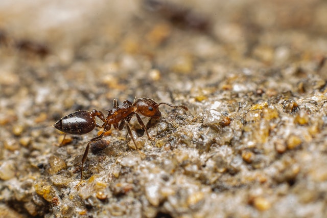pest control for ants