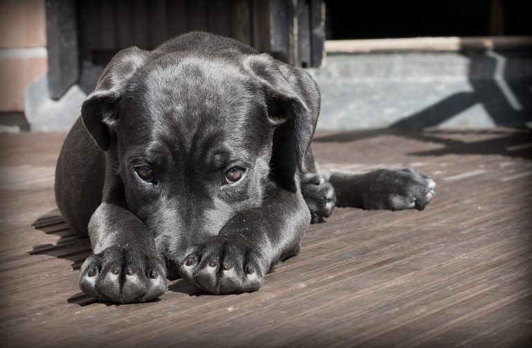 puppy who needs flea and tick control