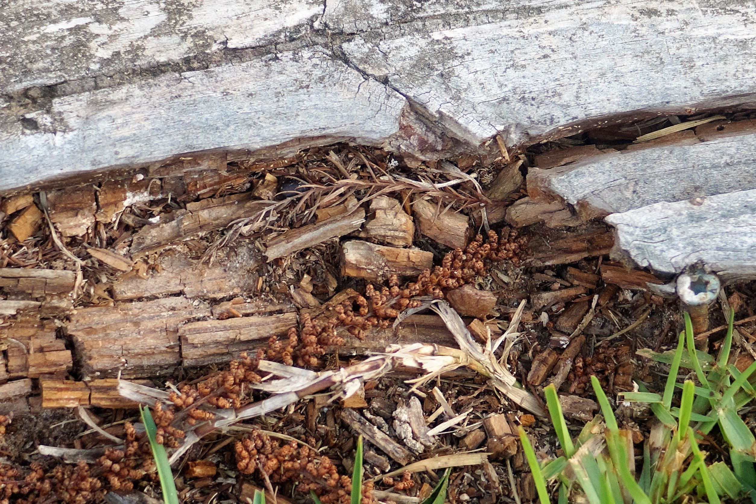 termites and the damage to a home